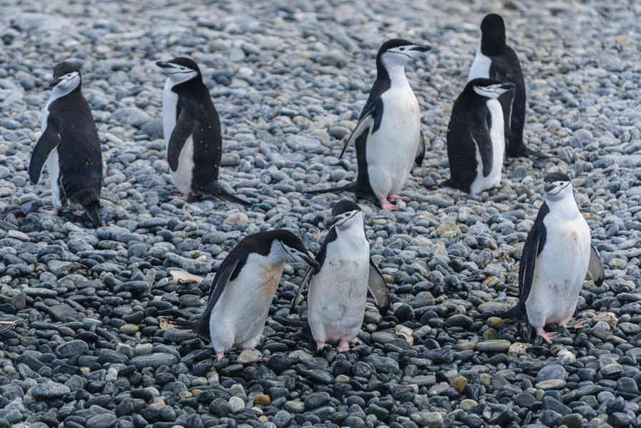 Pingüino Chinstrap - islas Georgias del Sur 12.jpg